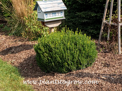 Little Missy Boxwood (Buxus microphylla) 
This image was taken in September 2024, planted in 2019, and has yet to be pruned. It is now about 30-32 by 20 inches (HS)